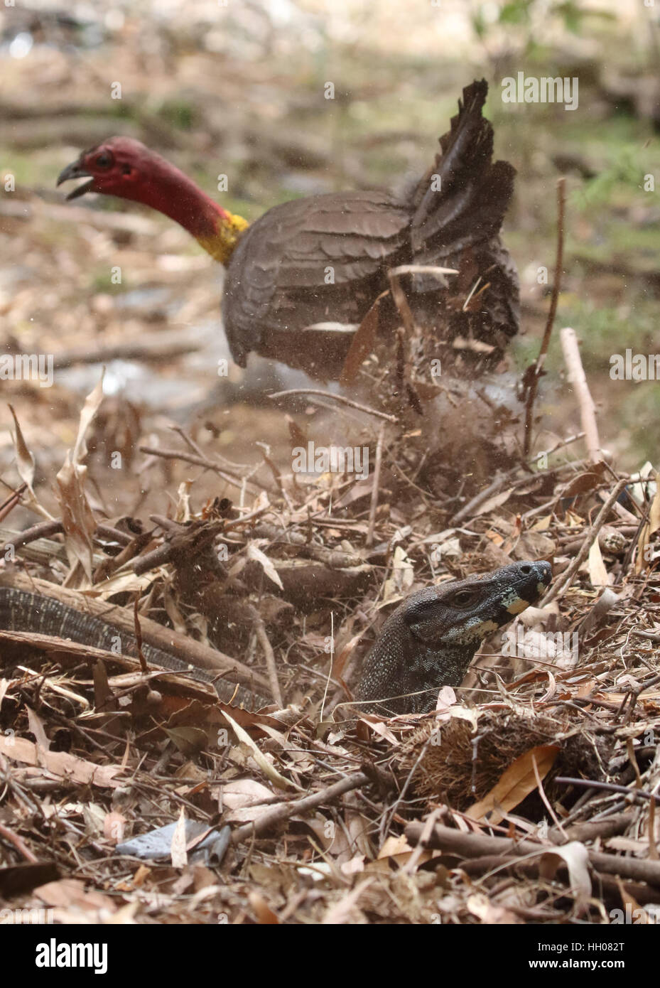 Australische Pinsel oder Busch Türkei Stockfoto