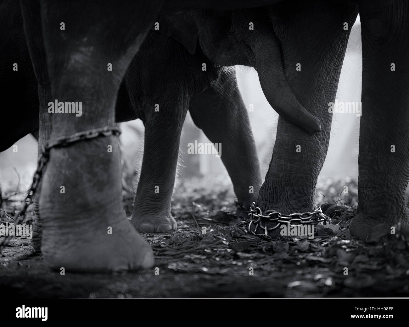 Elefanten Camp Stockfoto
