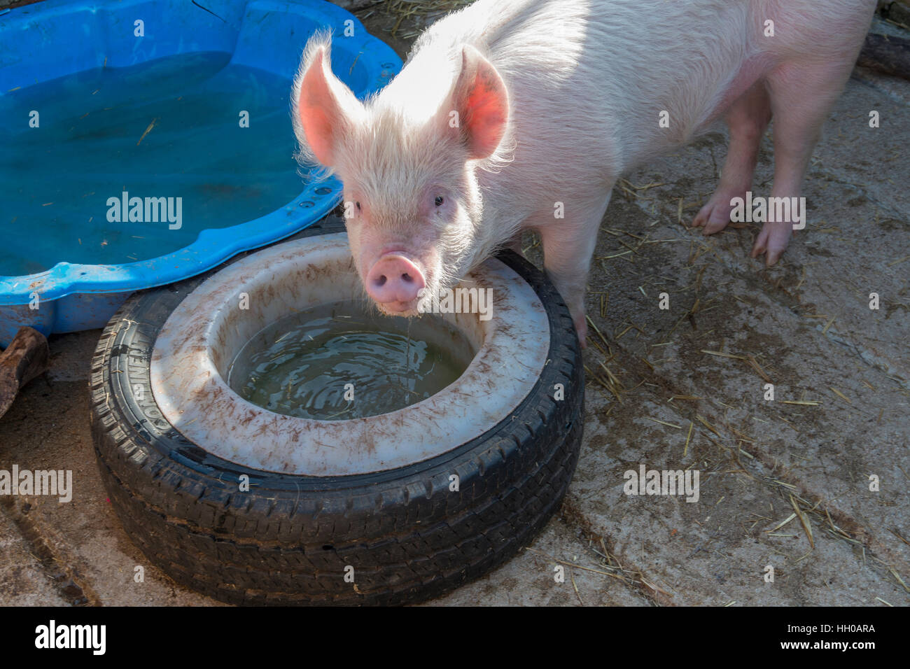 Rosa Schwein im Schweinestall Stockfoto