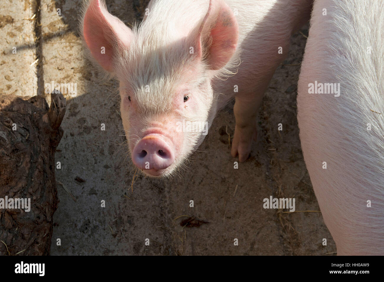 Rosa Schwein im Schweinestall Stockfoto