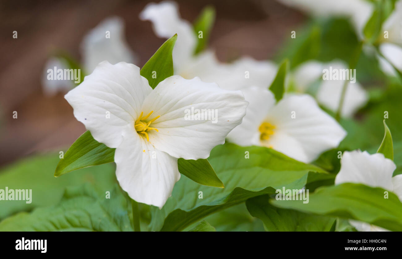 Weiße Blütenblätter der großen Blüten weiß Trillium (Trillium Grandiflorum). Stockfoto