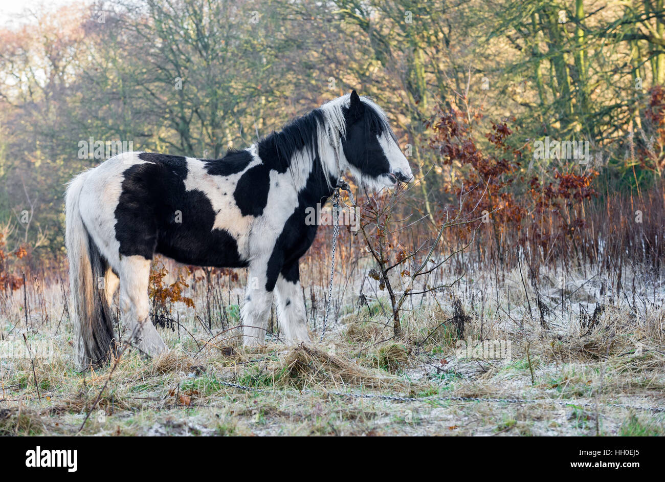 Schwarz / weiß Pferd gefesselt auf dem Boden in einem frostigen Feld. Stockfoto