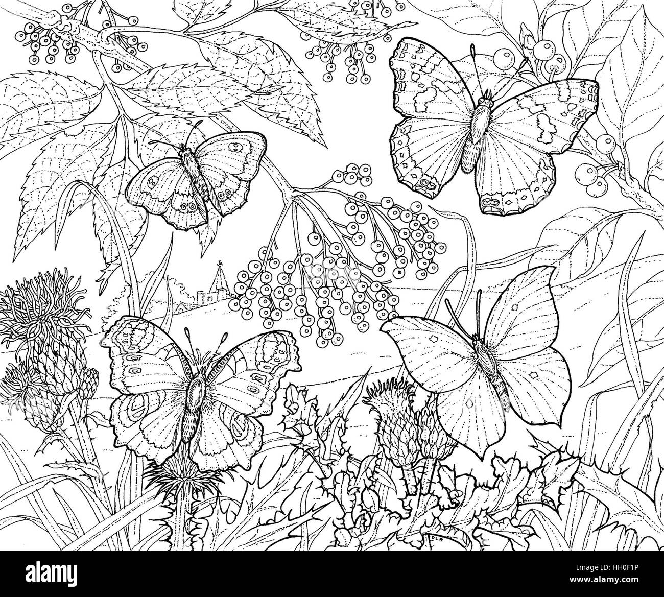 Britischen Schmetterlinge Montage. Schwarz auf weiß Strichzeichnung. Stockfoto