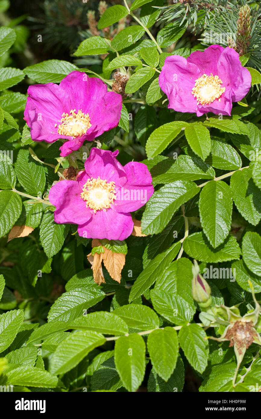 Kartoffel-Rose, Kartoffelrose, Runzel-Rose, Runzelrose, Rose, Blüten, Rosa Rugosa, japanische Rose Stockfoto