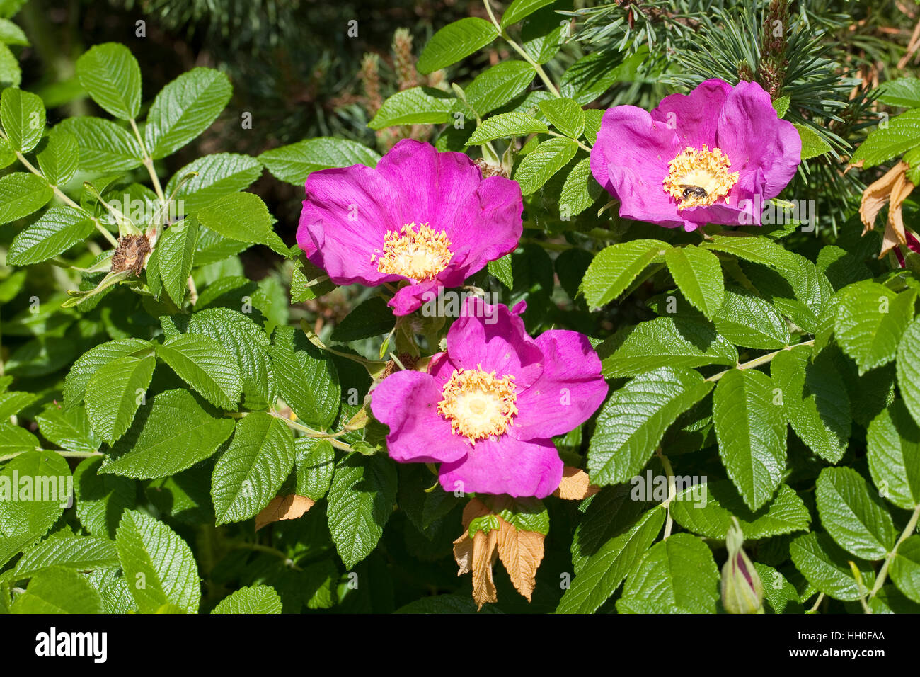 Kartoffel-Rose, Kartoffelrose, Runzel-Rose, Runzelrose, Rose, Blüten, Rosa Rugosa, japanische Rose Stockfoto