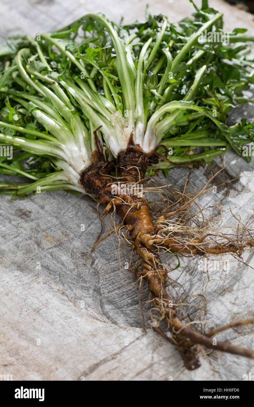 Wiesen-Löwenzahn, Gemeiner Löwenzahn, Wurzel, Wurzeln, Wurzelstock, Pfahlwurzel, Kuhblume, Taraxacum Officinale, Taraxacum Sect. Ruderalia, Löwenzahn, Stockfoto