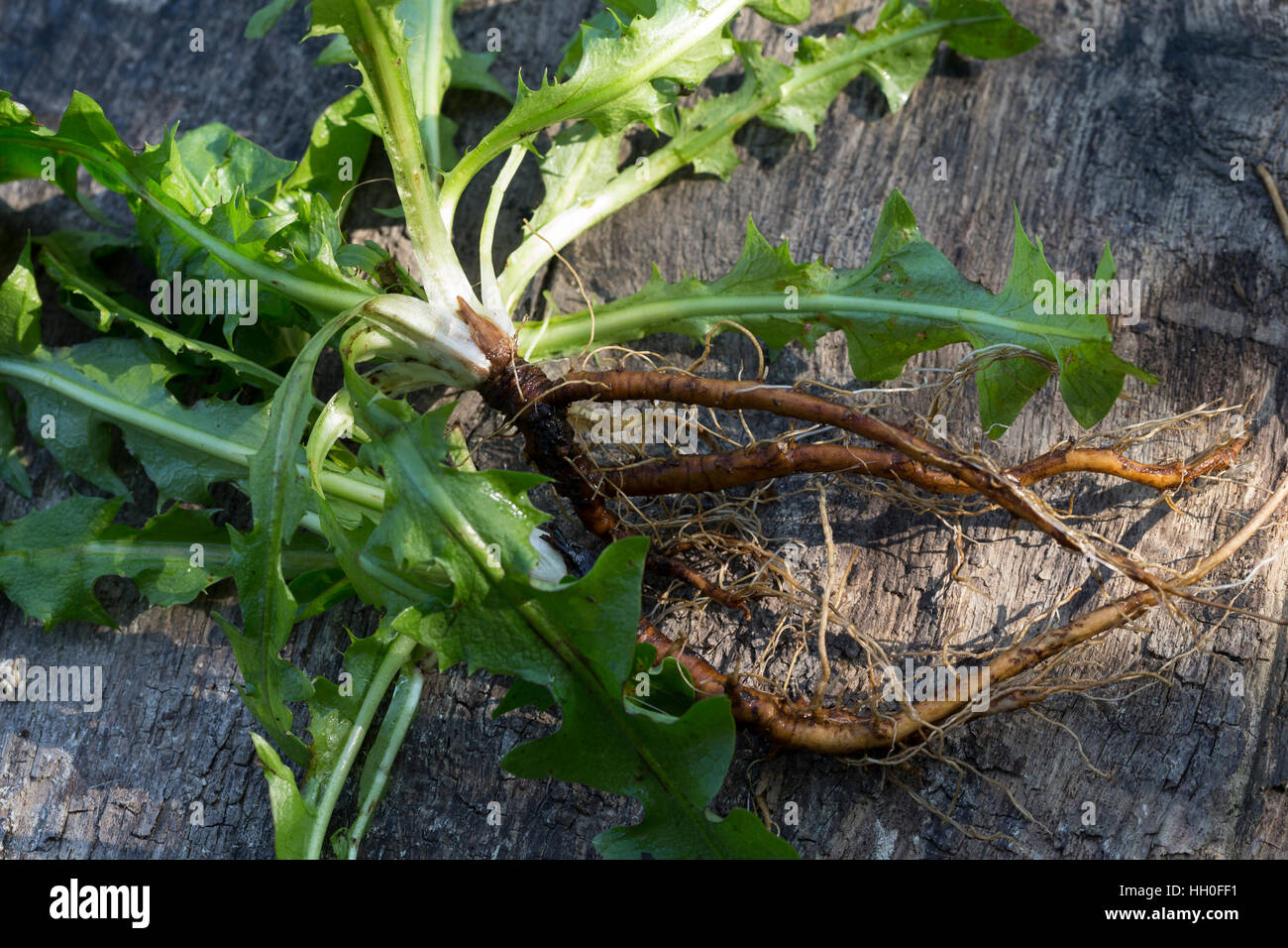 Löwenzahn-Wurzel, Löwenzahn-Wurzeln, Löwenzahnwurzel, Löwenzahnwurzeln, Wiesen-Löwenzahn, Radix Taraxaci, Taraxaci Radix, Gemeiner Löwenzahn, Wurzel, Stockfoto