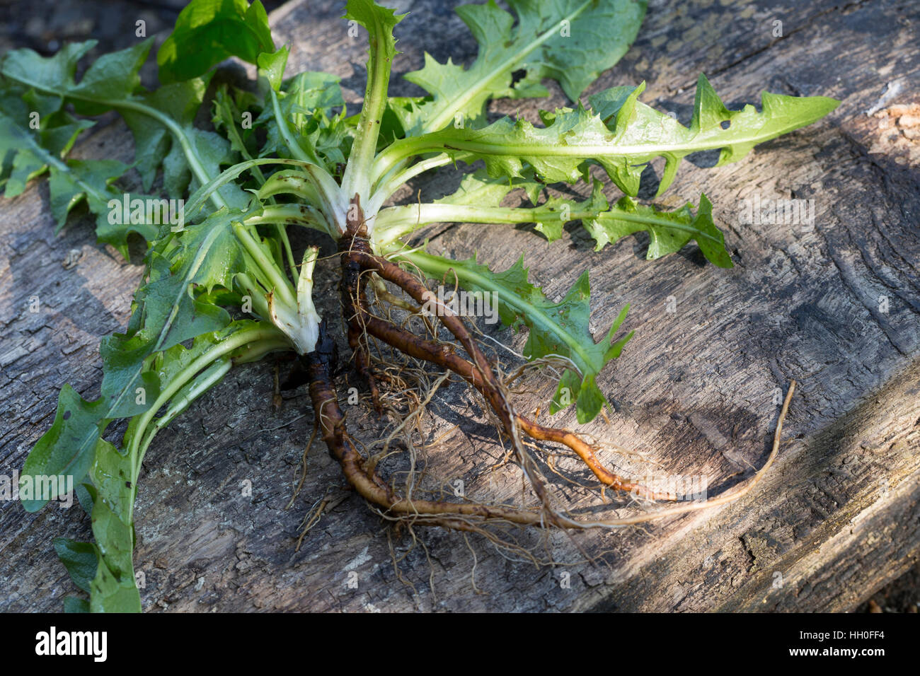 Löwenzahn-Wurzel, Löwenzahn-Wurzeln, Löwenzahnwurzel, Löwenzahnwurzeln, Wiesen-Löwenzahn, Radix Taraxaci, Taraxaci Radix, Gemeiner Löwenzahn, Wurzel, Stockfoto