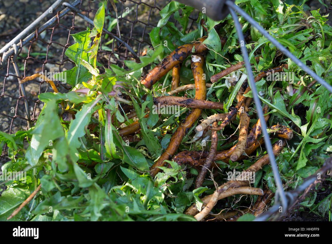 Löwenzahn-Wurzel, Löwenzahn-Wurzeln, Löwenzahnwurzel, Löwenzahnwurzeln, Wiesen-Löwenzahn, Radix Taraxaci, Taraxaci Radix, Gemeiner Löwenzahn, Wurzel, Stockfoto