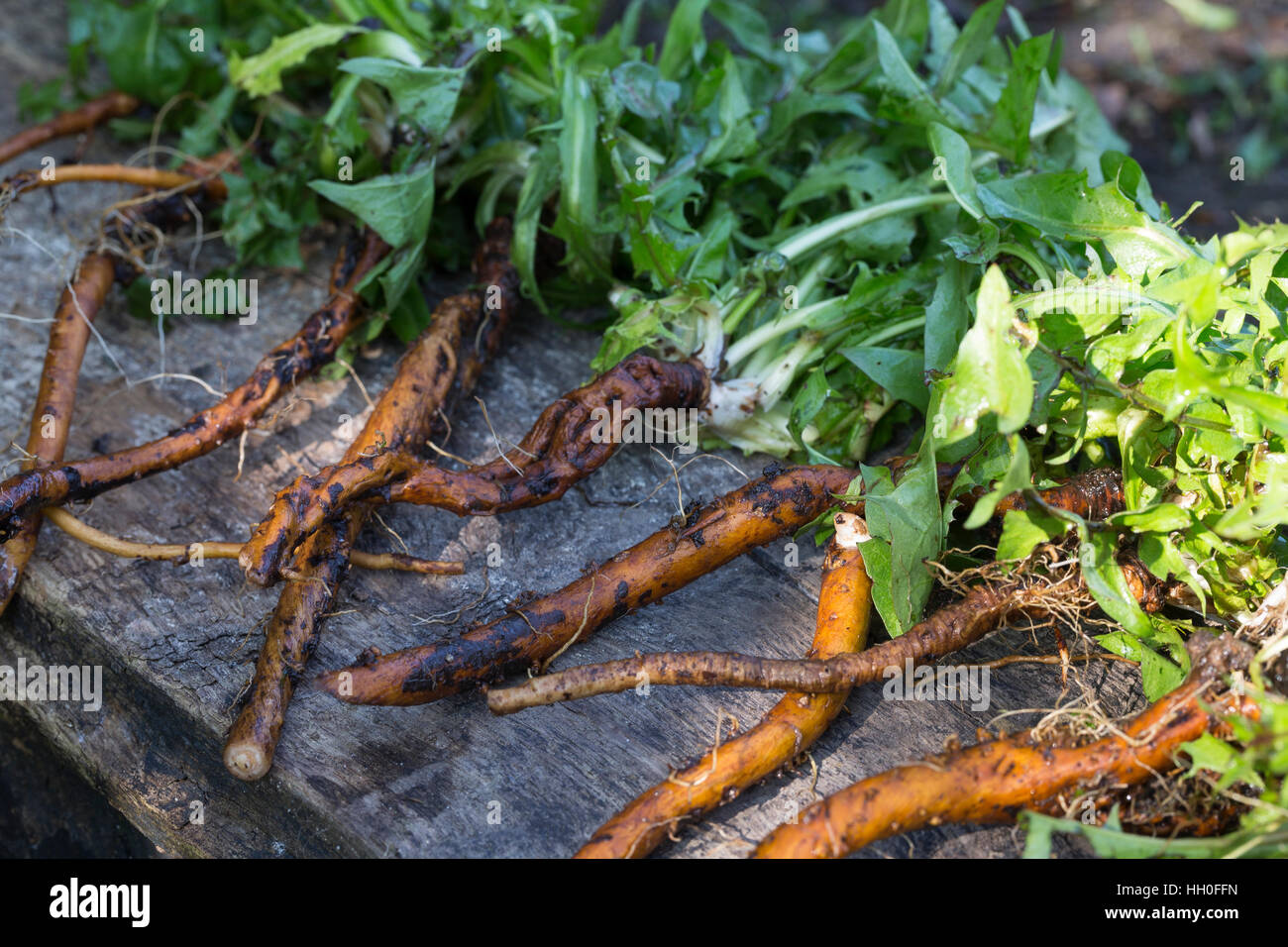 Löwenzahn-Wurzel, Löwenzahn-Wurzeln, Löwenzahnwurzel, Löwenzahnwurzeln, Wiesen-Löwenzahn, Radix Taraxaci, Taraxaci Radix, Gemeiner Löwenzahn, Wurzel, Stockfoto
