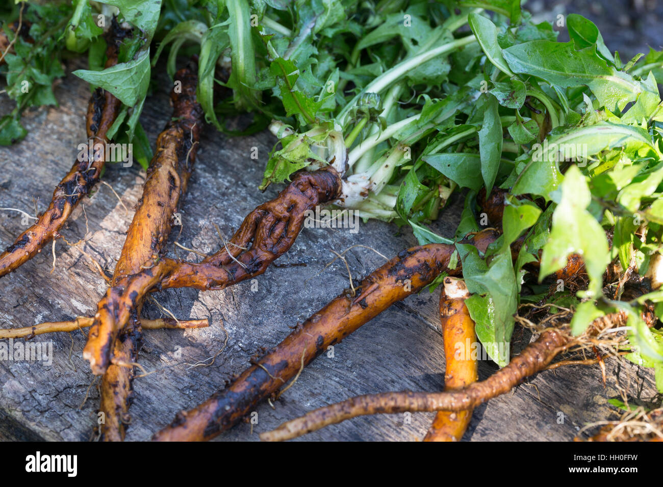 Löwenzahn-Wurzel, Löwenzahn-Wurzeln, Löwenzahnwurzel, Löwenzahnwurzeln, Wiesen-Löwenzahn, Radix Taraxaci, Taraxaci Radix, Gemeiner Löwenzahn, Wurzel, Stockfoto