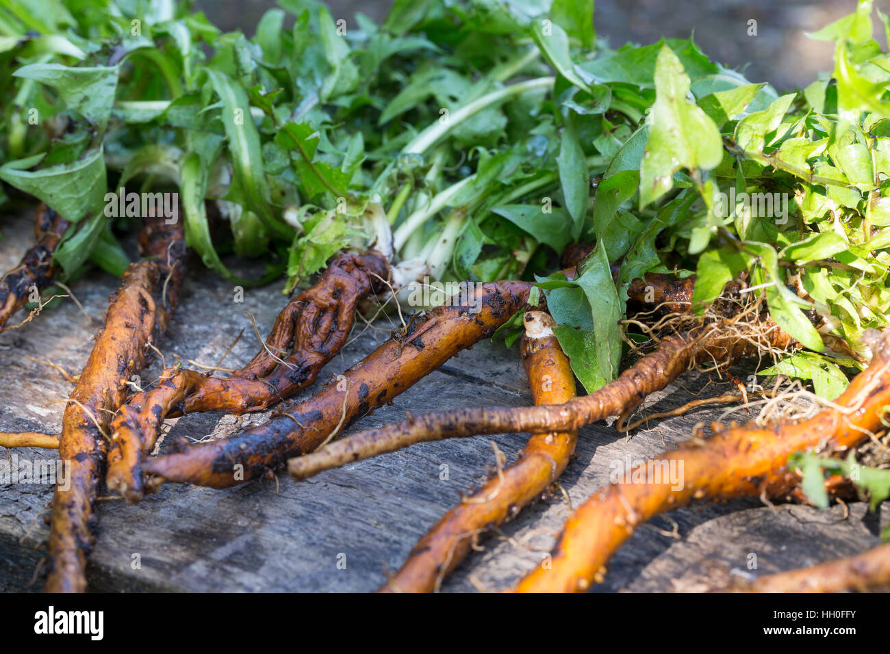 Löwenzahn-Wurzel, Löwenzahn-Wurzeln, Löwenzahnwurzel, Löwenzahnwurzeln, Wiesen-Löwenzahn, Radix Taraxaci, Taraxaci Radix, Gemeiner Löwenzahn, Wurzel, Stockfoto