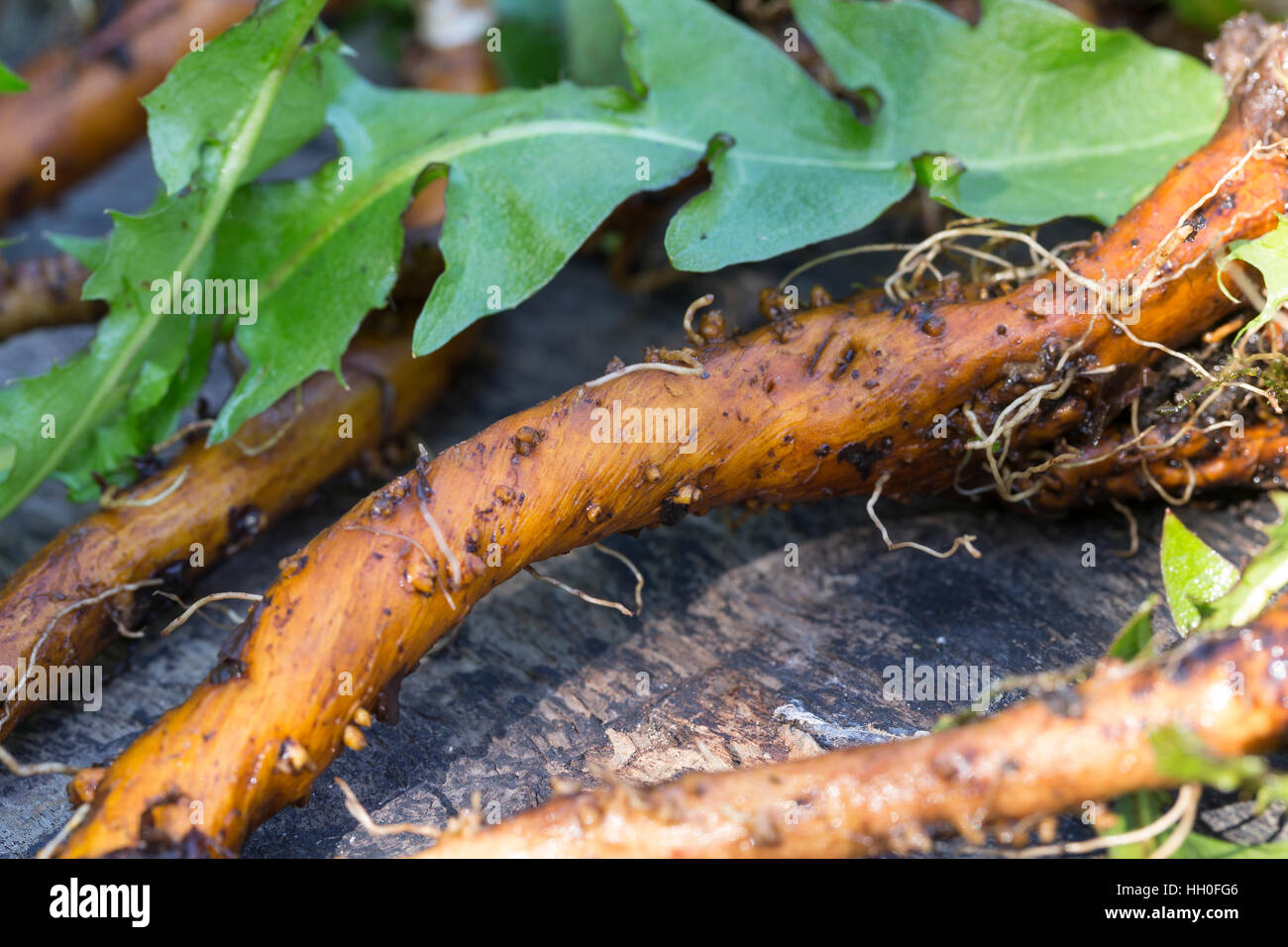 Löwenzahn-Wurzel, Löwenzahn-Wurzeln, Löwenzahnwurzel, Löwenzahnwurzeln, Wiesen-Löwenzahn, Radix Taraxaci, Taraxaci Radix, Gemeiner Löwenzahn, Wurzel, Stockfoto