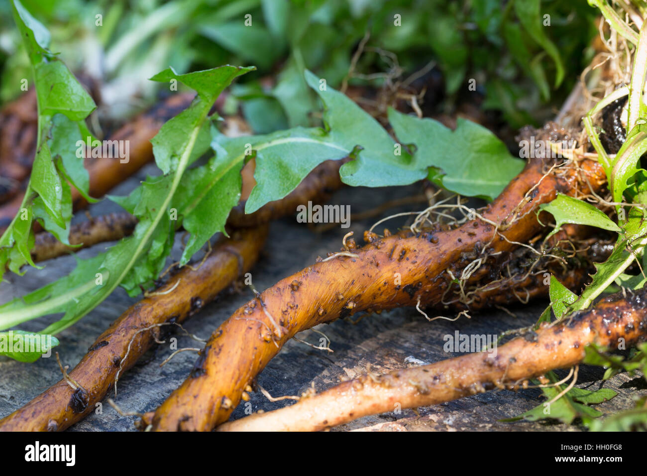 Löwenzahn-Wurzel, Löwenzahn-Wurzeln, Löwenzahnwurzel, Löwenzahnwurzeln, Wiesen-Löwenzahn, Radix Taraxaci, Taraxaci Radix, Gemeiner Löwenzahn, Wurzel, Stockfoto