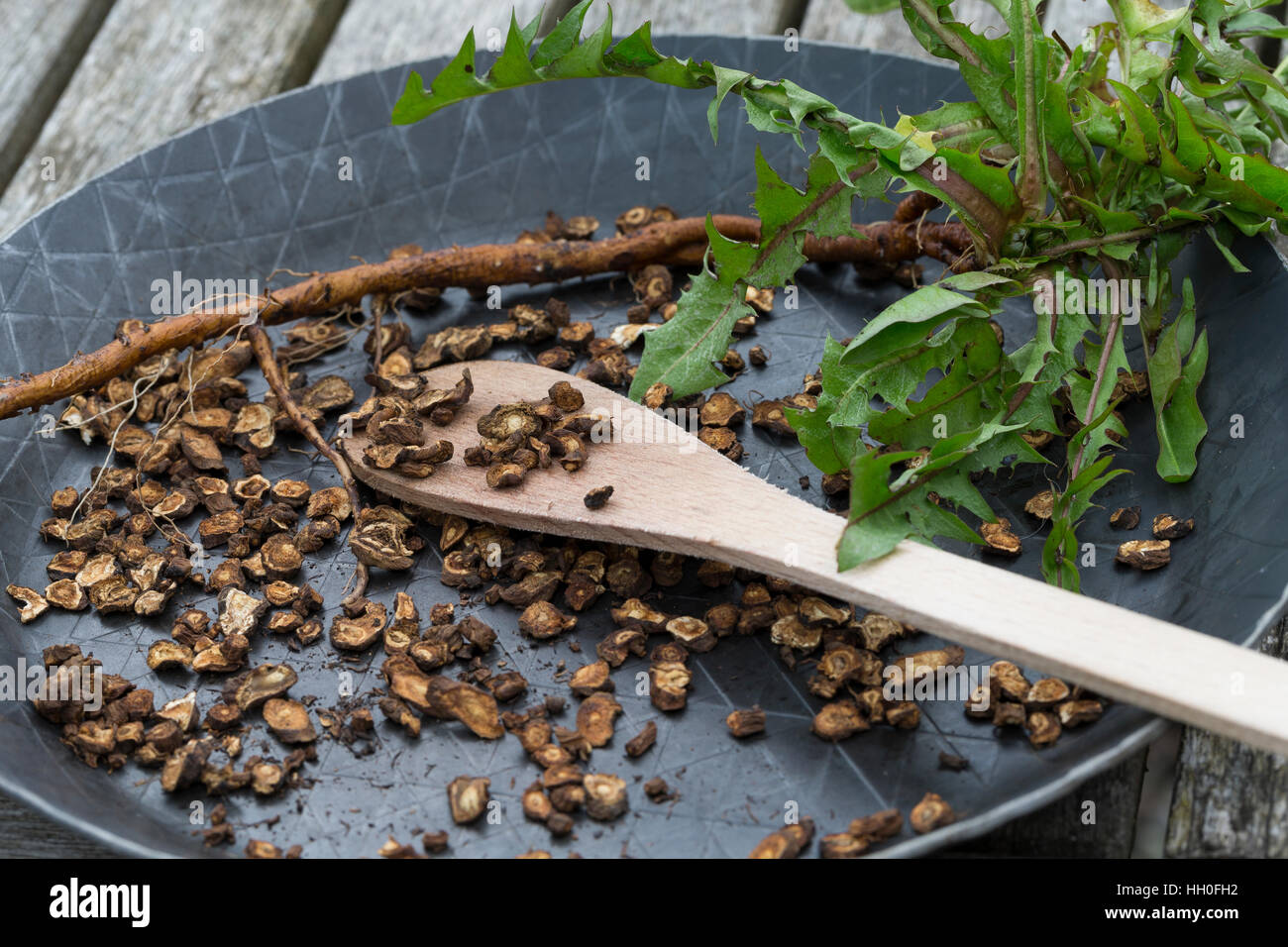Löwenzahn-Wurzeln, Löwenzahnwurzel, Löwenzahnwurzeln, Wiesen-Löwenzahn, Löwenzahn-Wurzel, Radix Taraxaci, Taraxaci Radix, Zerkleinerte Wurzeln werden Stockfoto