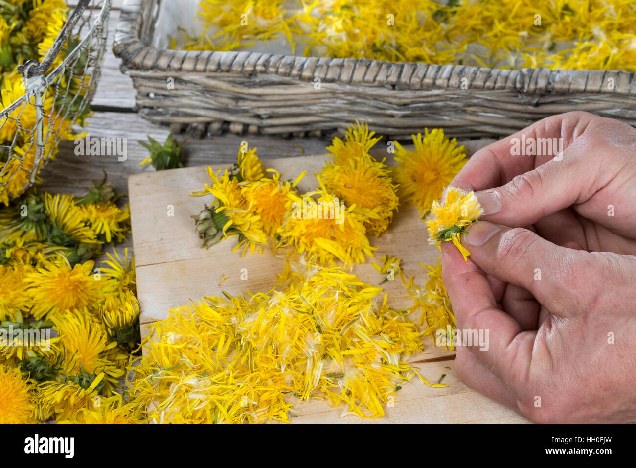 Löwenzahnblüten Trocknen, Getrocknete Blüten, Blüte, Löwenzahn-Blüten-Ernte,  Wiesen-Löwenzahn, Gemeiner Löwenzahn, Kuhblume, Taraxacum Officinale, Teer  Stockfotografie - Alamy