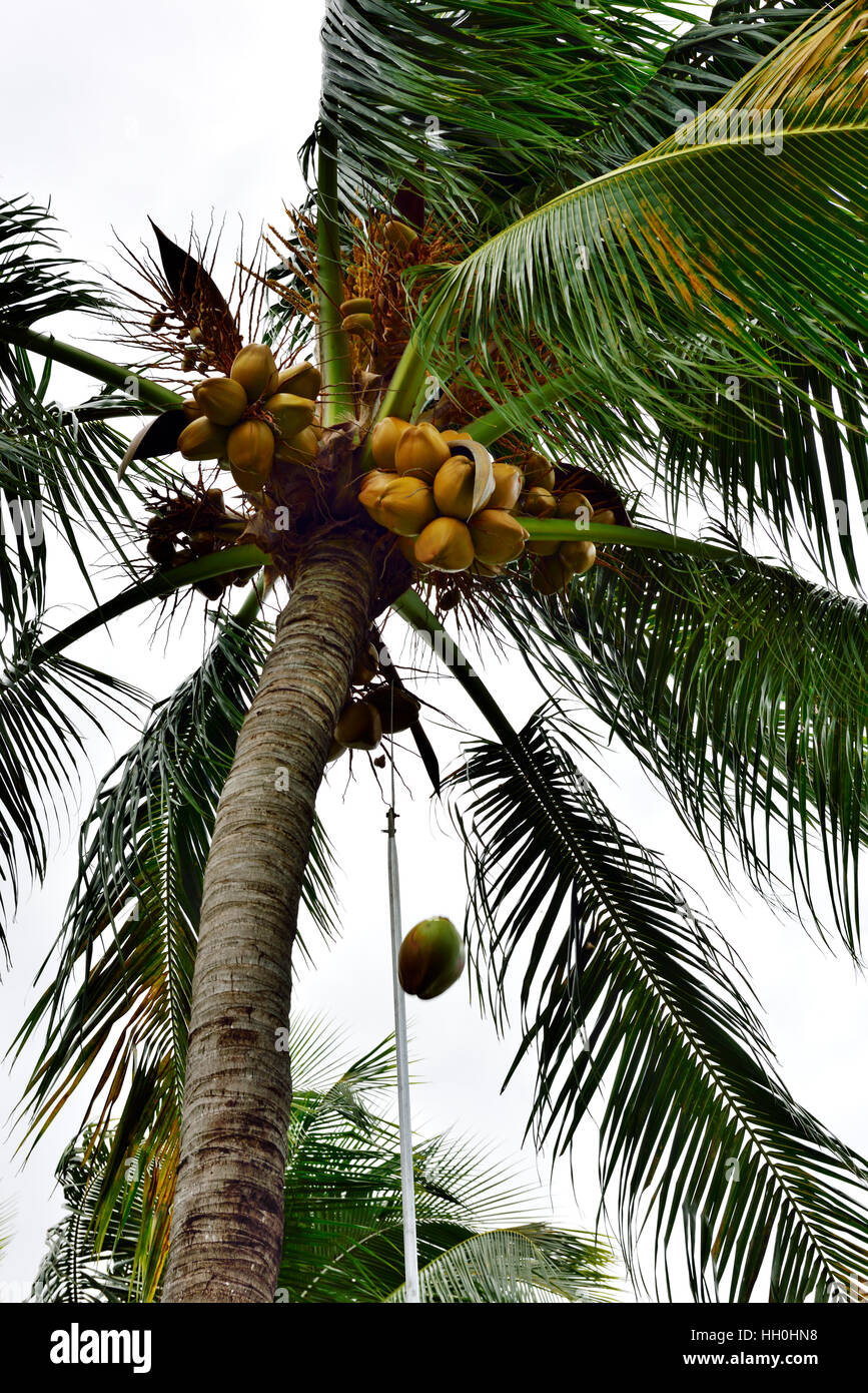 Ernte der Kokosnüsse von Palme für die Sicherheit und die Kokosmilch in Doral Central Park, Miami, Florida zu verkaufen Stockfoto