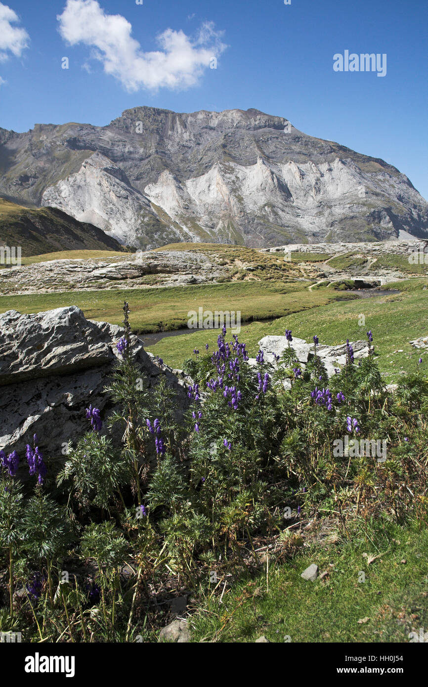 Gemeinsamen Eisenhut Aconitum Napellus wächst in den Cirque de Troumouse Pyrenäen Frankreich Stockfoto