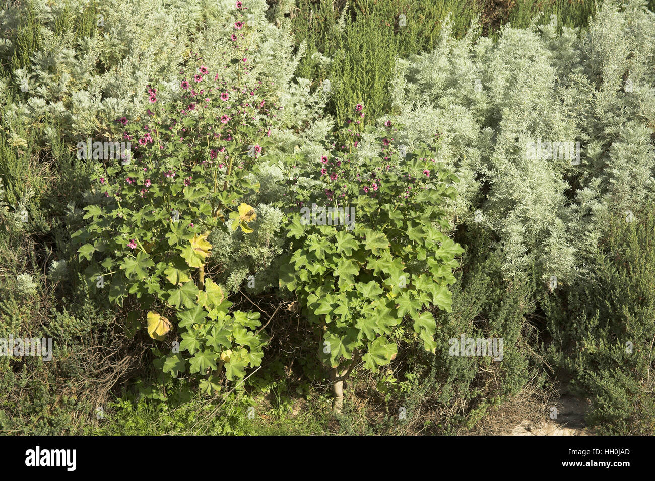 Baum-Malve Lavatera Arborea Korsika Frankreich Stockfoto