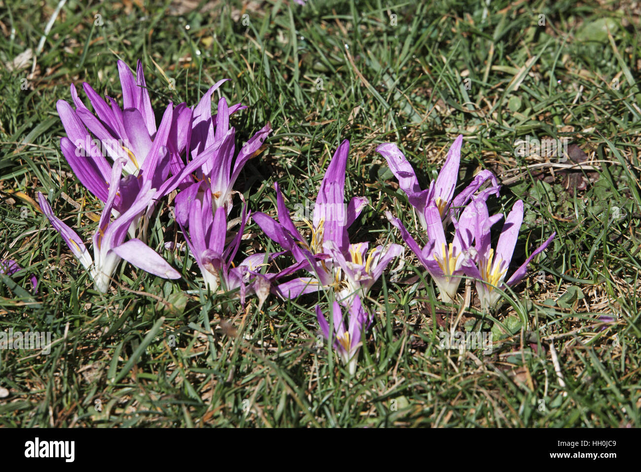 Merendera Merendera Montana Cirque du Gavarnie Parc National des Pyrenäen Occidentales Frankreich Stockfoto