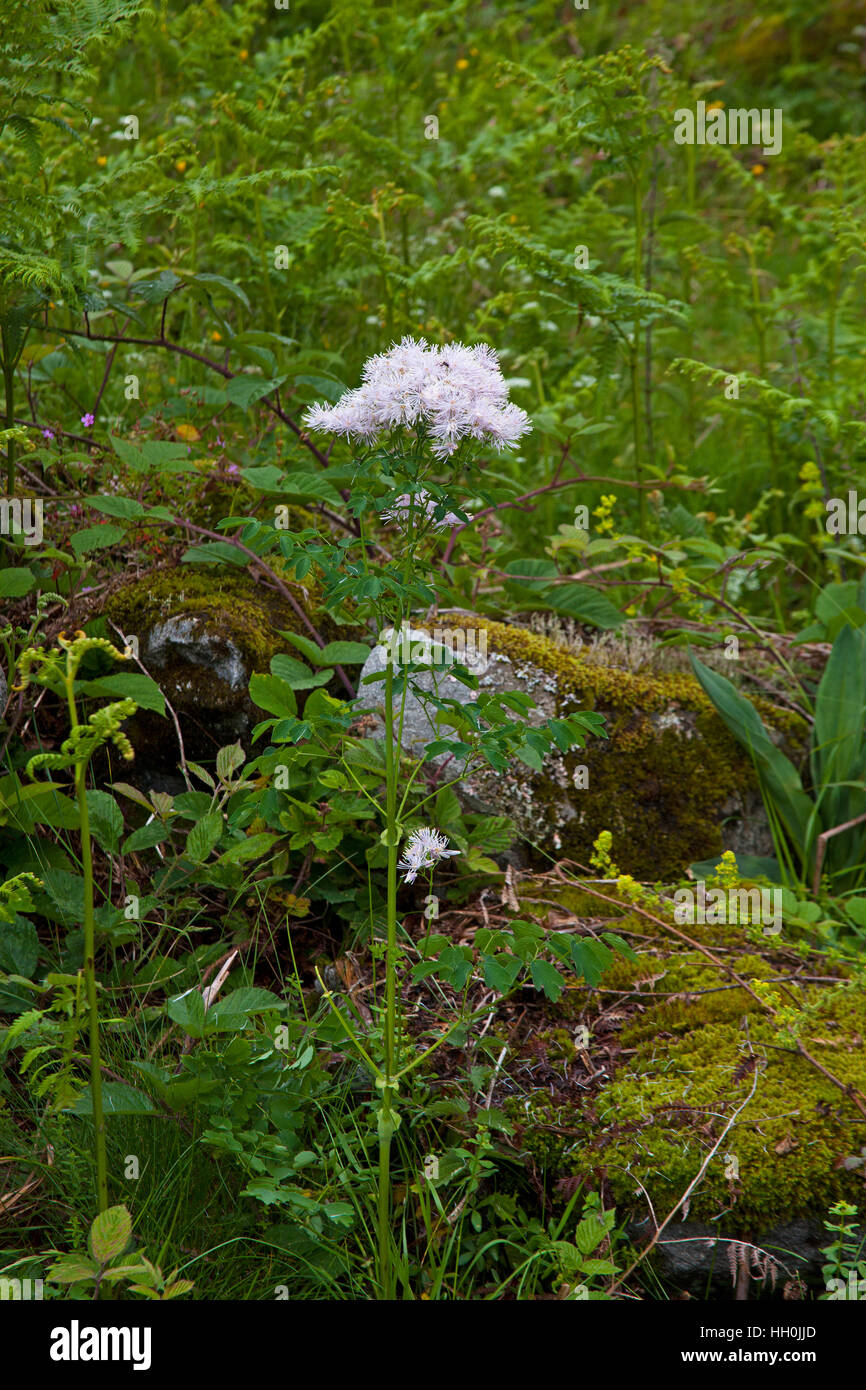 Große Wiesenraute Thalictrum Aquilegifolium wachsenden unter Adlerfarn Pteridium Aquilinum und bemoosten Felsen Vallée d'Arrens Nationalpark Pyrenäen Frankreich Stockfoto