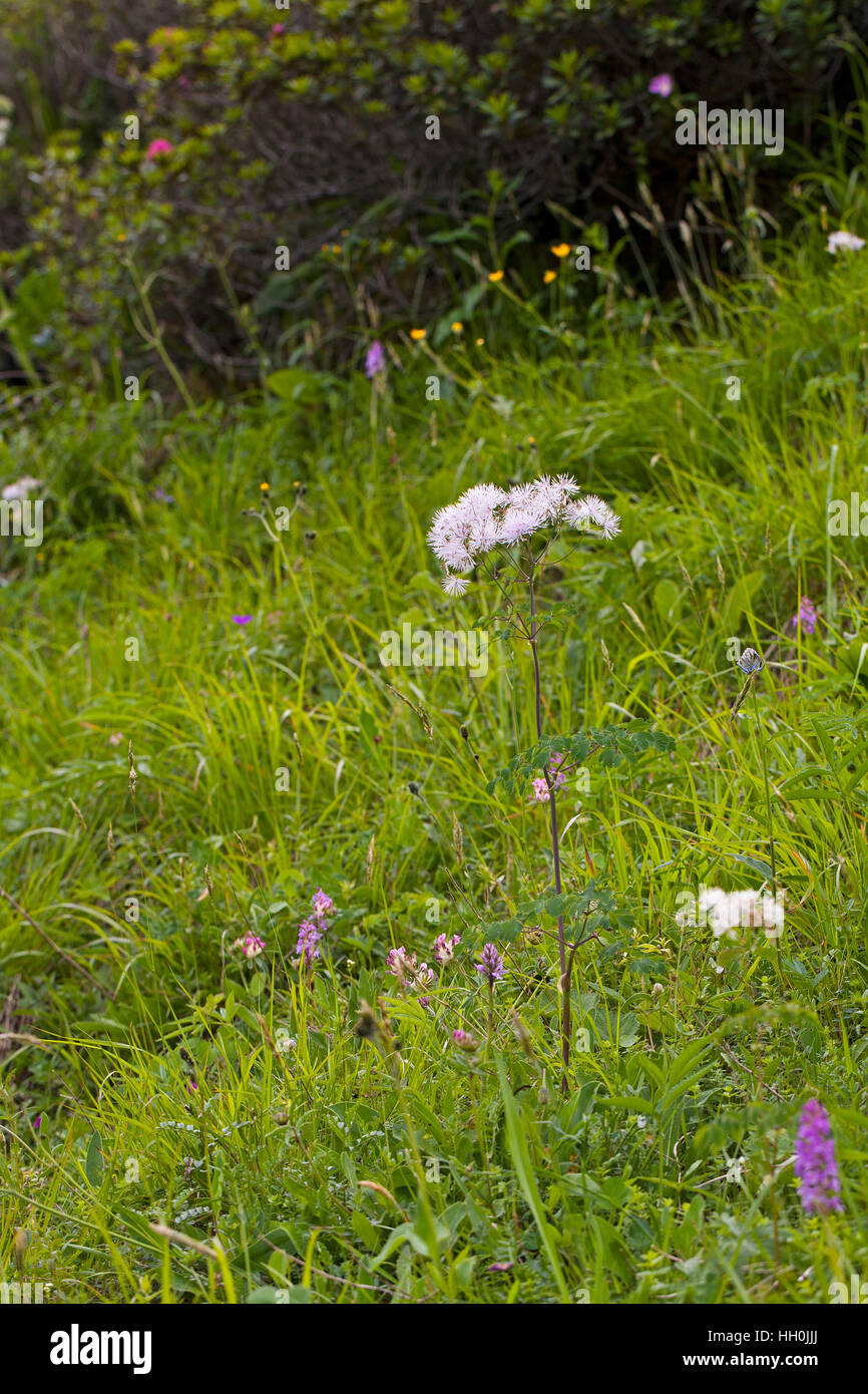 Große Wiesenraute Thalictrum Aquilegifoliium wachsen auf grasbewachsenen Bank Flut des Glorietten Vallée de HEAŞ Nationalpark Hautes Pyrenäen Pyrenäen Frankreich Stockfoto