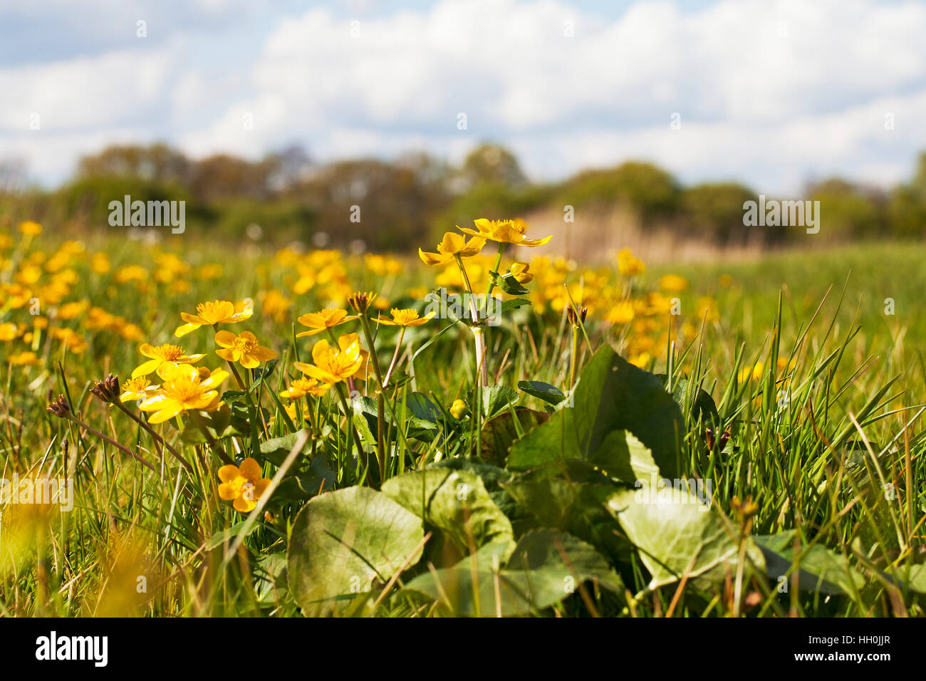 Marsh Marigold Caltha Palustris in Auen Ringwood Hampshire England UK Stockfoto