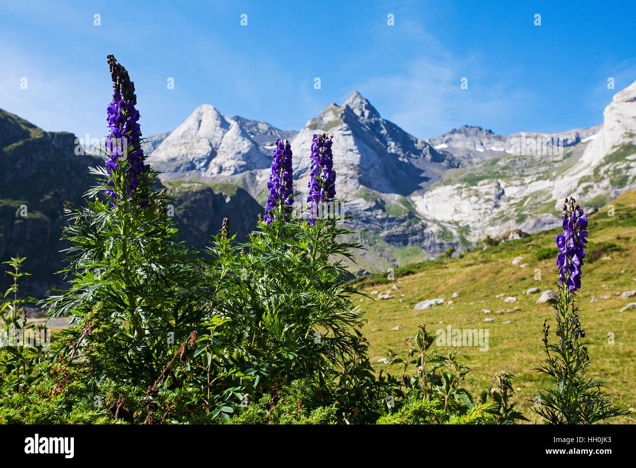 Gemeinsamen Eisenhut Aconitum Napellus neben der Straße an den Cirque de Troumouse Nationalpark Pyrenäen Frankreich Juli 2015 Stockfoto