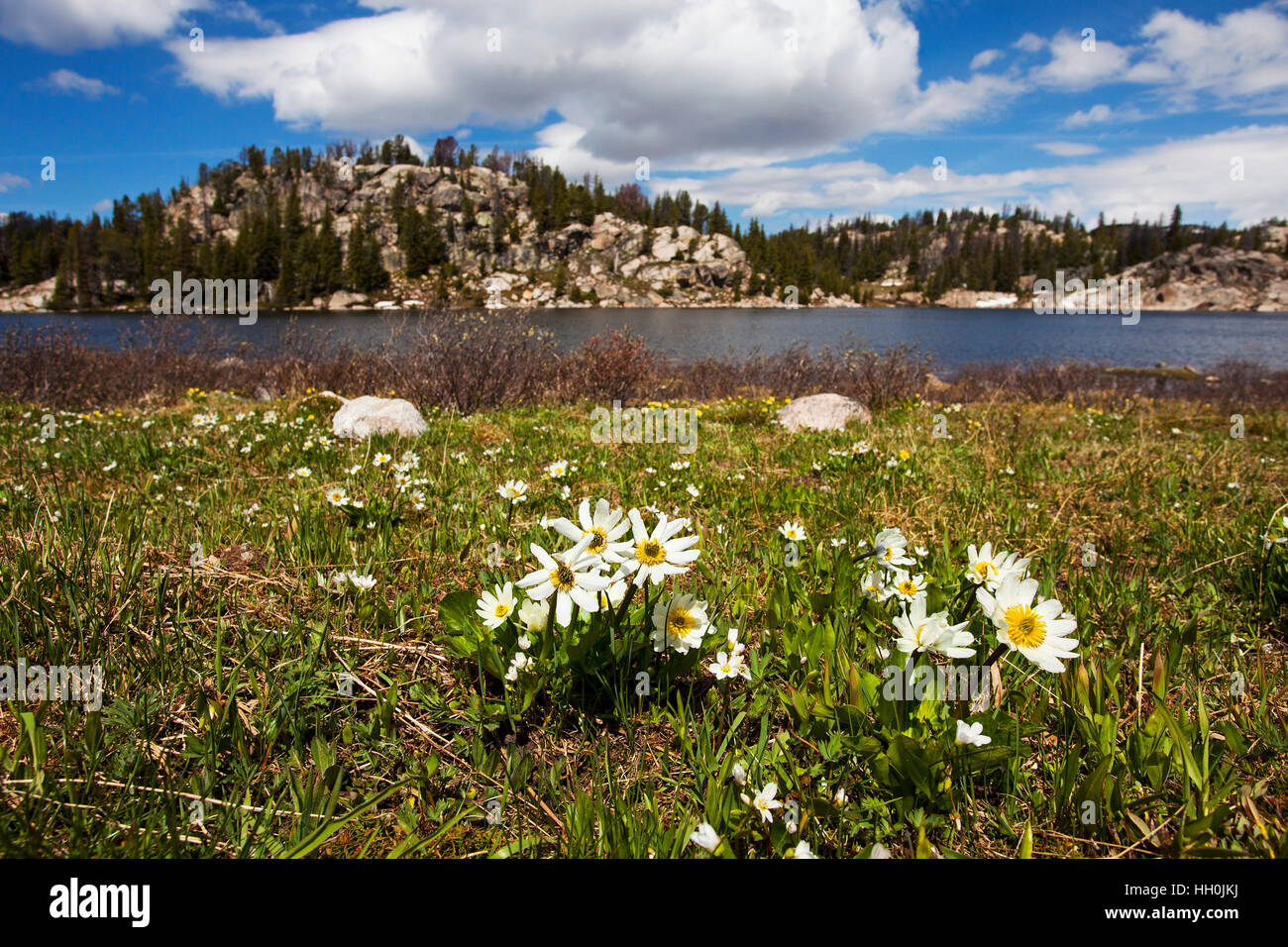 White Marsh Marigold Caltha Leptosepala neben langen See Wyoming USA Juni 2015 Stockfoto