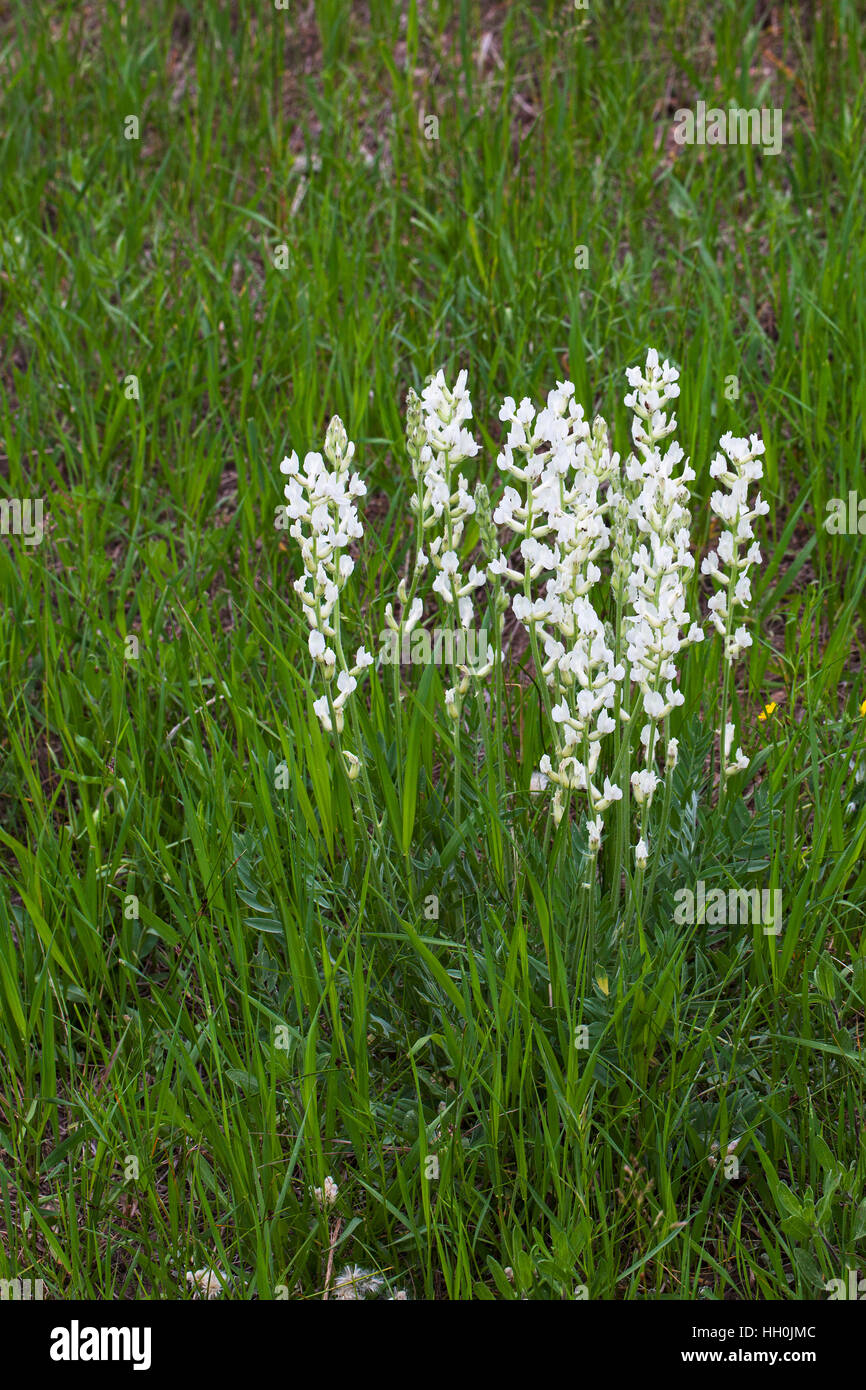 Seidige Locoweed Oxytropis Sericea am Straßenrand vor Rocky Mountain National Park Colorado USA Juni 2015 Stockfoto