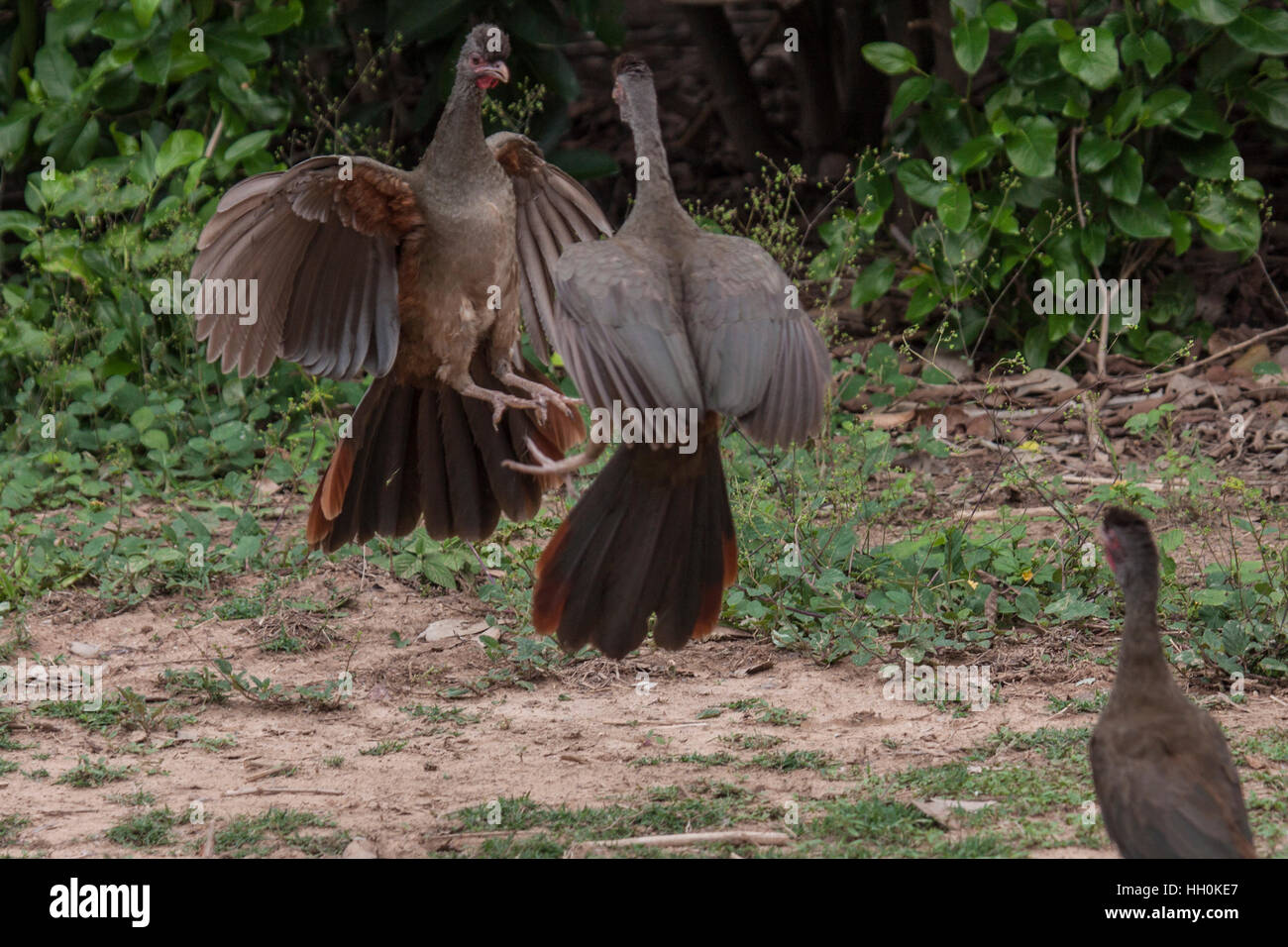 Chaco Ortalis sparring in Brasilien Stockfoto