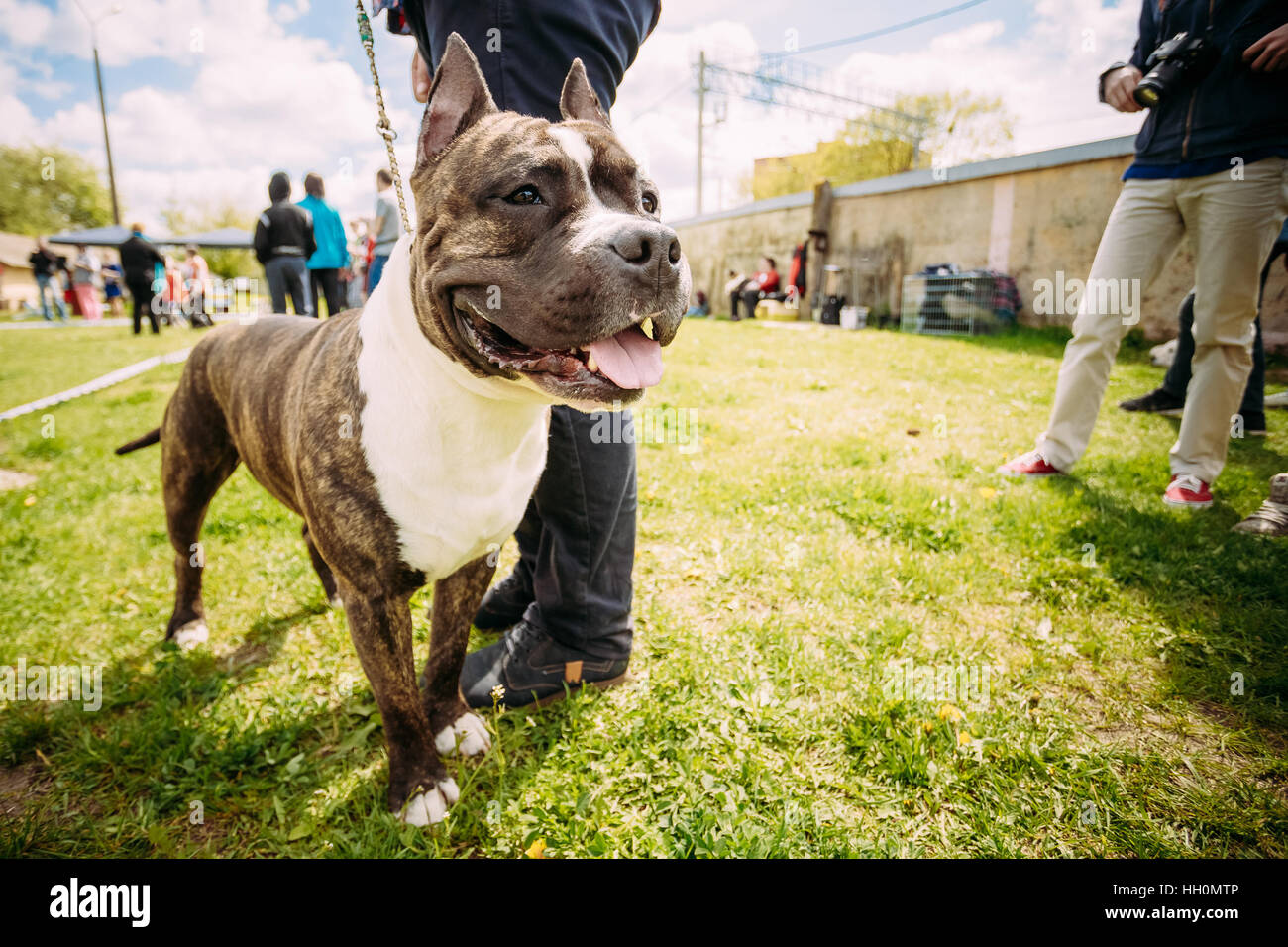 Schöner Hund American Staffordshire Terrier stehend in der Nähe von Mann Füße. Foto-Schuss auf das Weitwinkel-Objektiv. Stockfoto