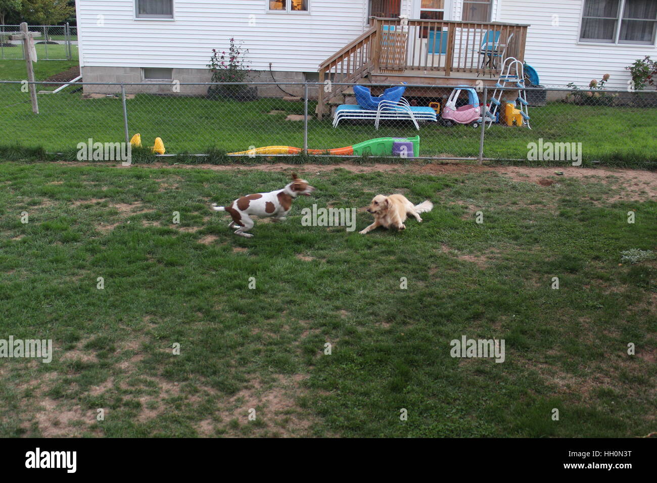 Hunde spielen im Hof Stockfoto