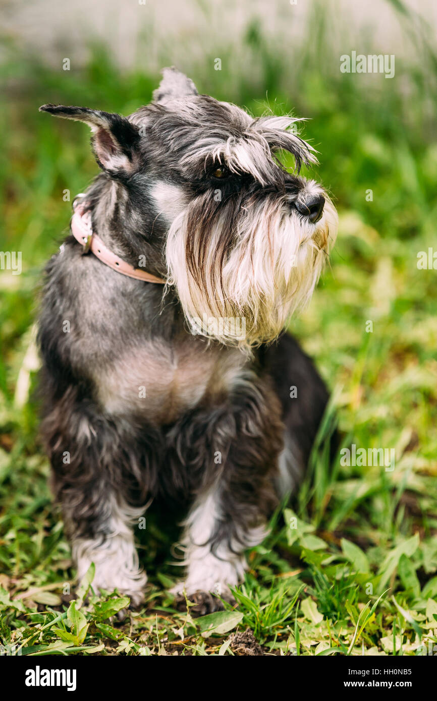 Zwergschnauzer Hund oder Zwergschnauzer sitzen im grünen Rasen. Erwachsene Schwarz-Silber mit natürlichen Ohren, lange Augenbrauen und Vollbart. Ausspielen Stockfoto