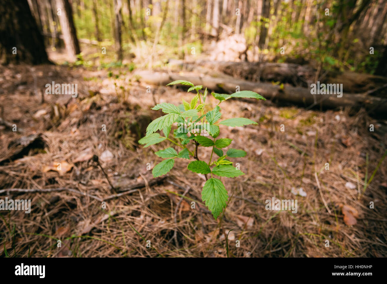 Vordergrund-Schwerpunkt der einzigen grünen Vernal Sprout Rame wilden Wald-Himbeeren, durch dicke Schicht von gefallenen Tannennadeln im Frühjahr Kiefernholz Stockfoto