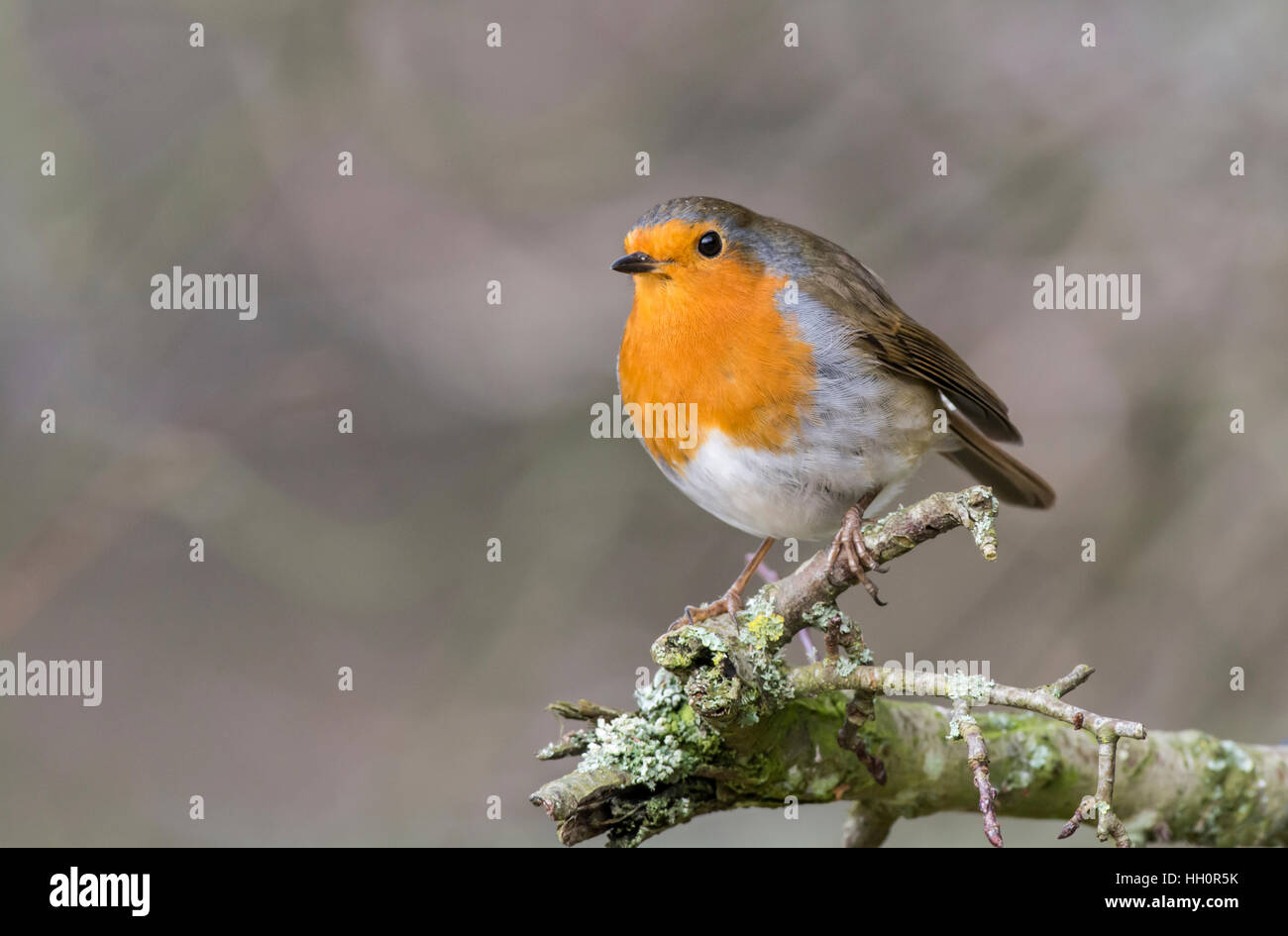 Rotkehlchen (Erithacus Rubecula) thront auf einem Zweig. Stockfoto