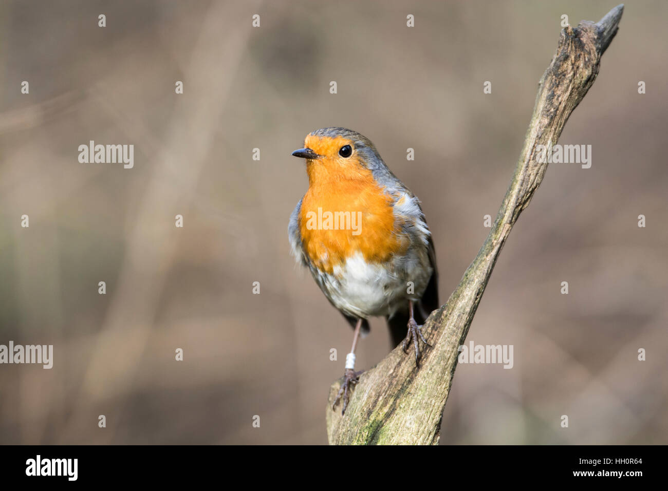 Rotkehlchen (Erithacus Rubecula) thront auf einem Zweig. Dieses Individuum worden beringt (= gebändert in Nordamerika) Stockfoto