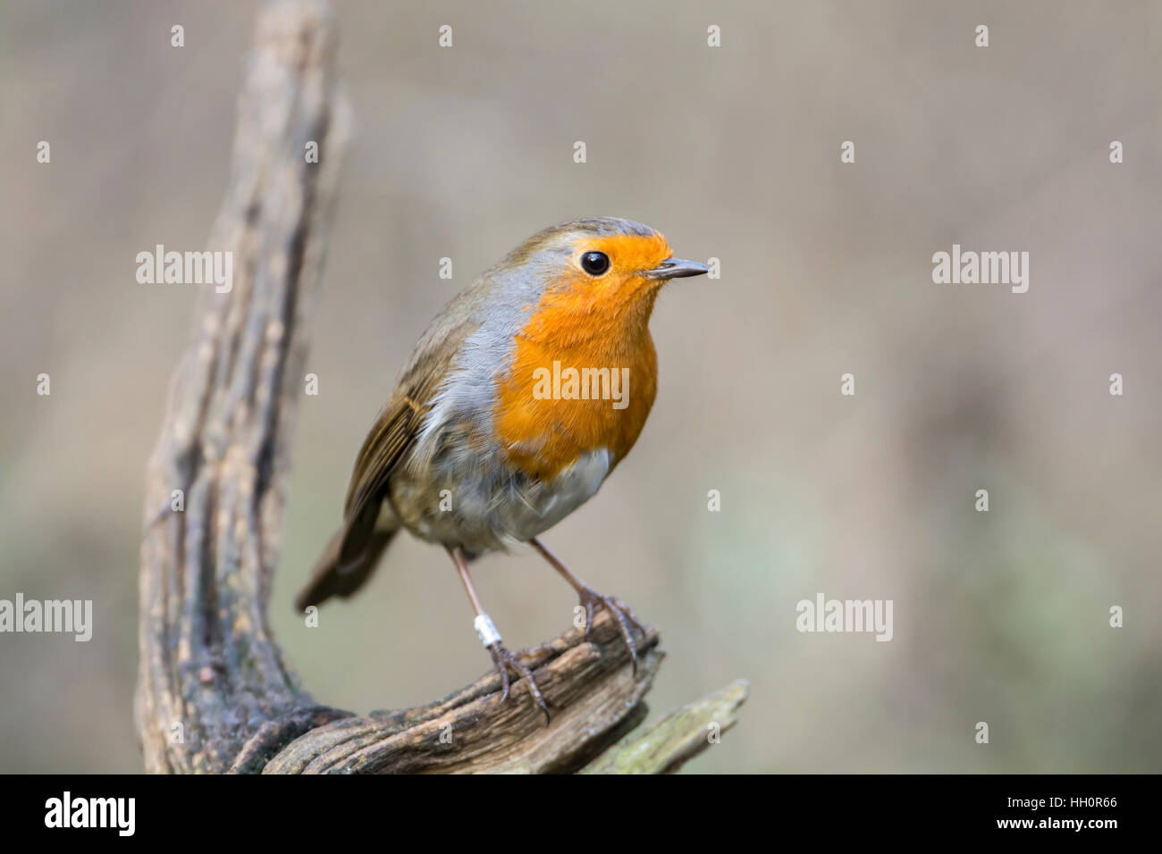 Rotkehlchen (Erithacus Rubecula) thront auf einem Zweig. Dieses Individuum worden beringt (= gebändert in Nordamerika) Stockfoto