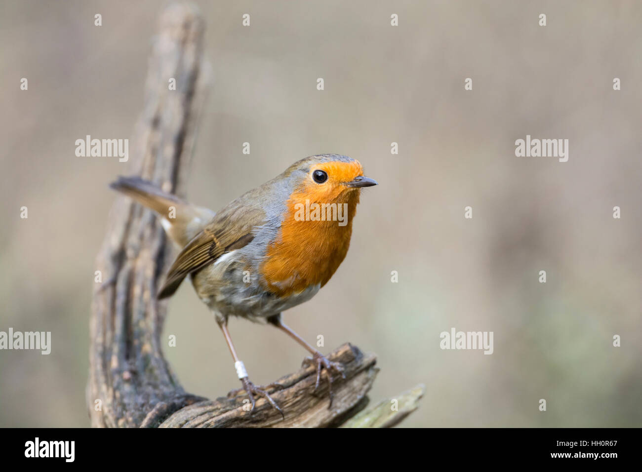 Rotkehlchen (Erithacus Rubecula) thront auf einem Zweig. Dieses Individuum worden beringt (= gebändert in Nordamerika) Stockfoto