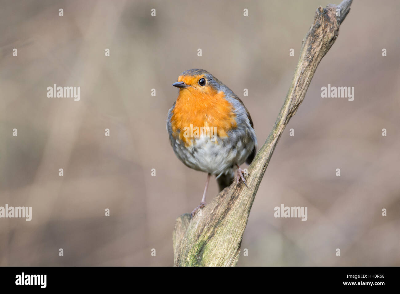 Rotkehlchen (Erithacus Rubecula) thront auf einem Zweig. Stockfoto