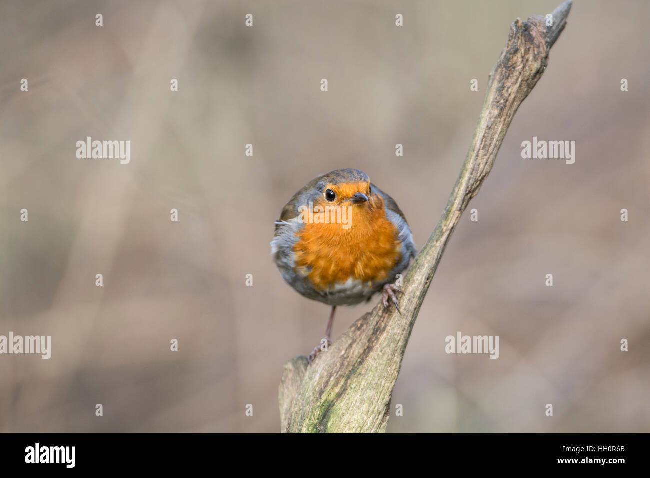 Rotkehlchen (Erithacus Rubecula) thront auf einem Zweig. Stockfoto