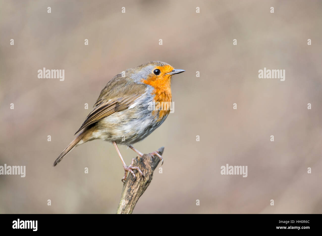 Rotkehlchen (Erithacus Rubecula) thront auf einem Zweig. Stockfoto