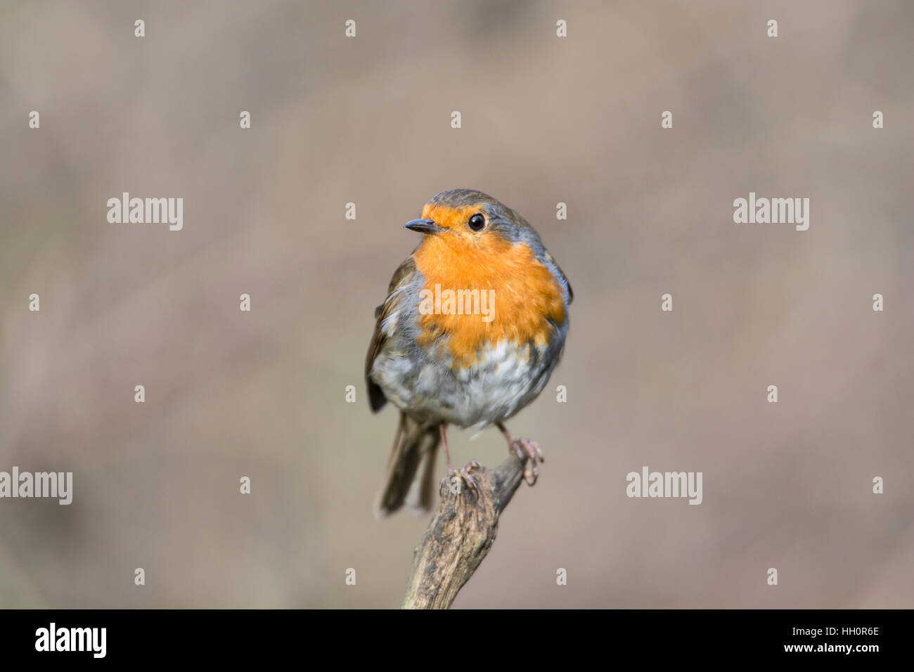 Rotkehlchen (Erithacus Rubecula) thront auf einem Zweig. Stockfoto
