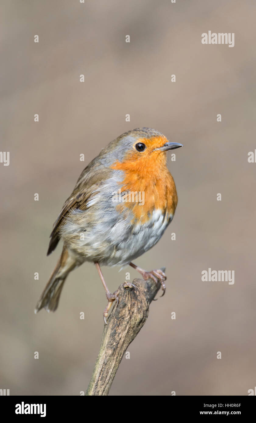Rotkehlchen (Erithacus Rubecula) thront auf einem Zweig. Stockfoto