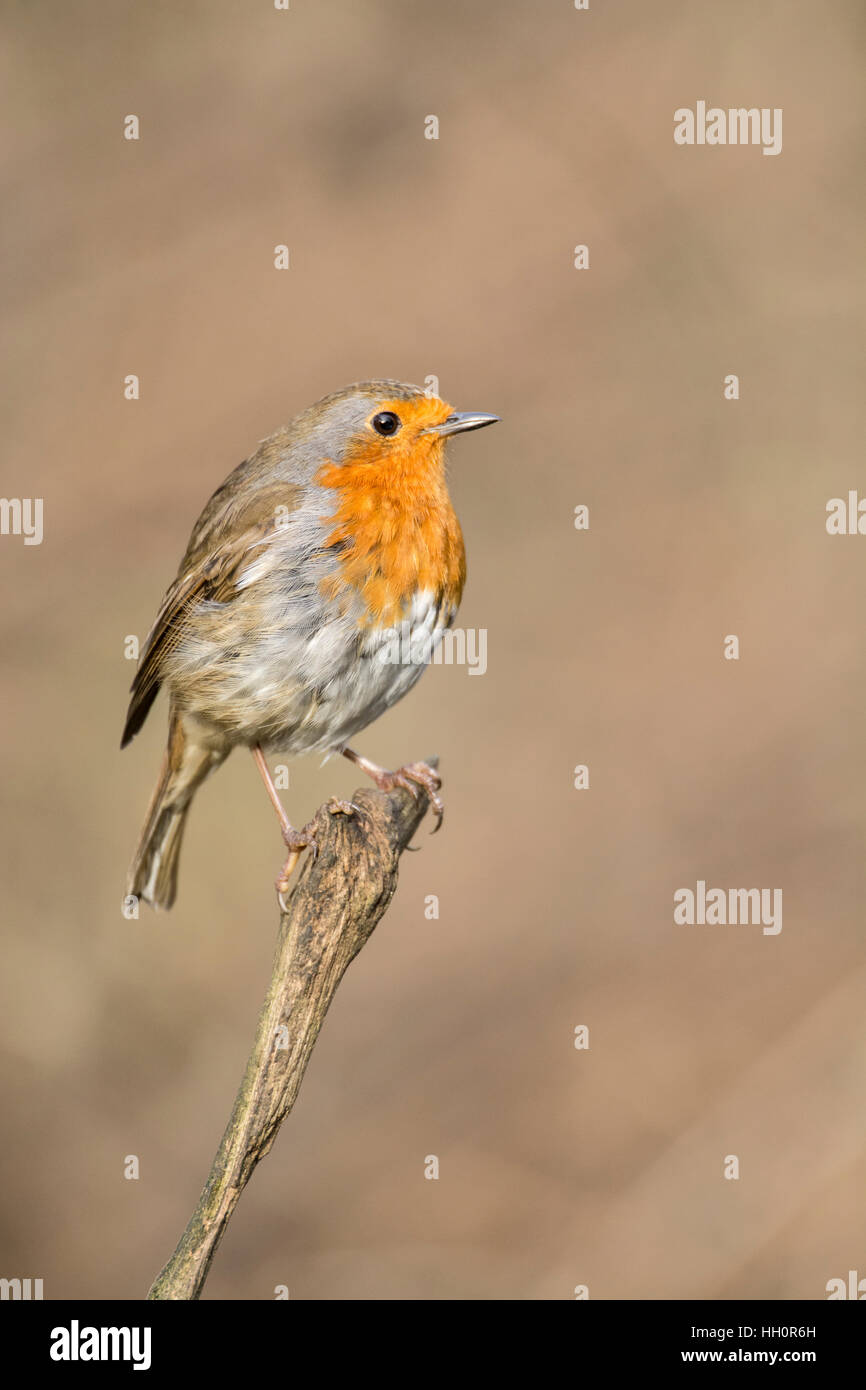 Rotkehlchen (Erithacus Rubecula) thront auf einem Zweig. Stockfoto