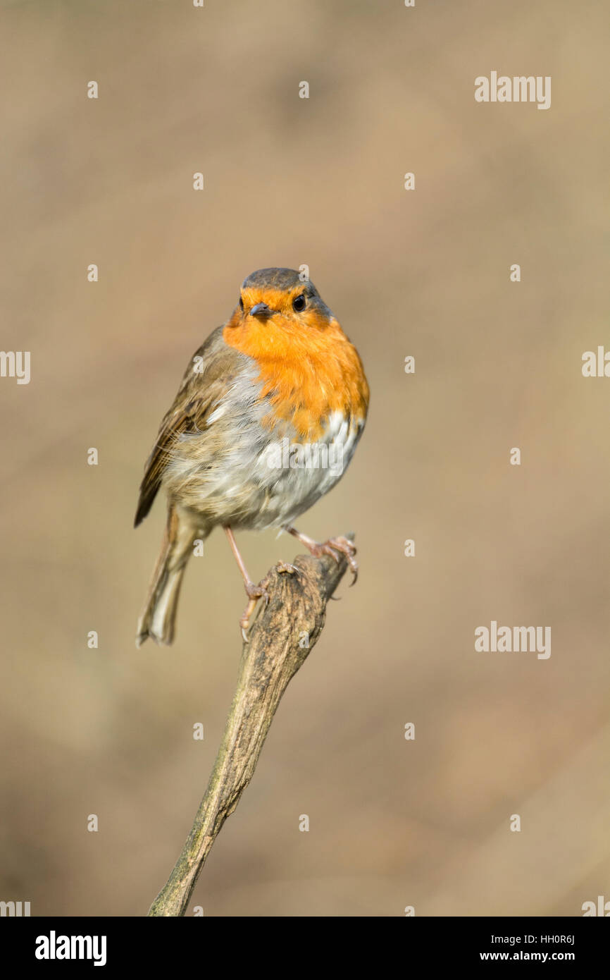 Rotkehlchen (Erithacus Rubecula) thront auf einem Zweig. Stockfoto