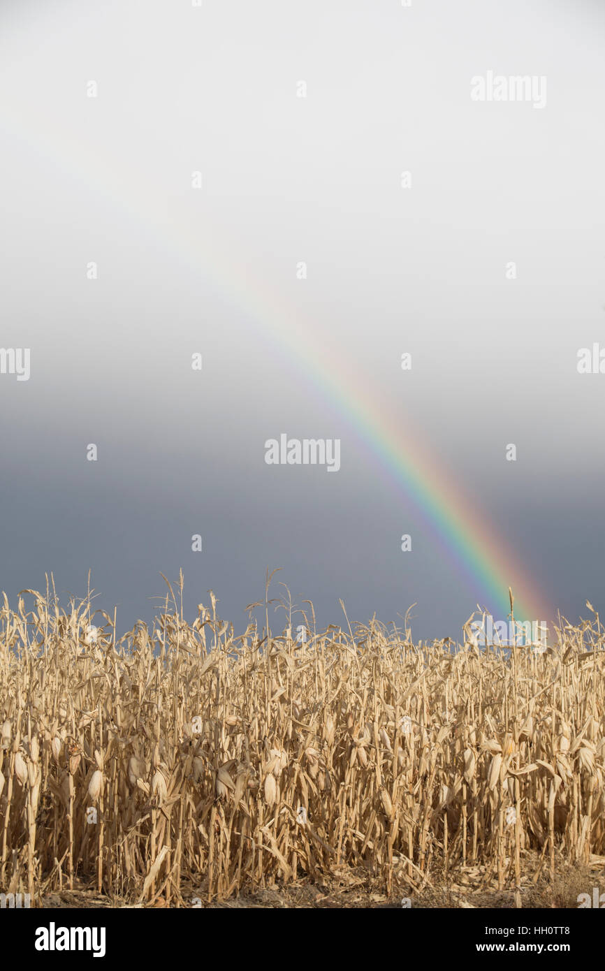 Regenbogen nach einem Sturm über ein Feld von getrockneten Mais in Western Colorado. Stockfoto
