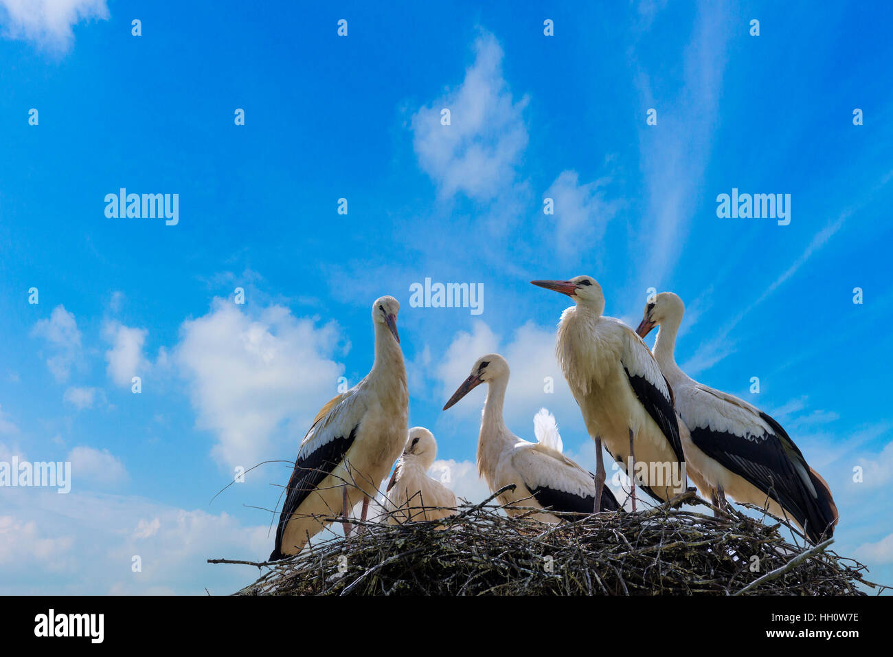 Storch mit Baby-Vögel im Nest. Sommer, blauer Himmel. Stockfoto