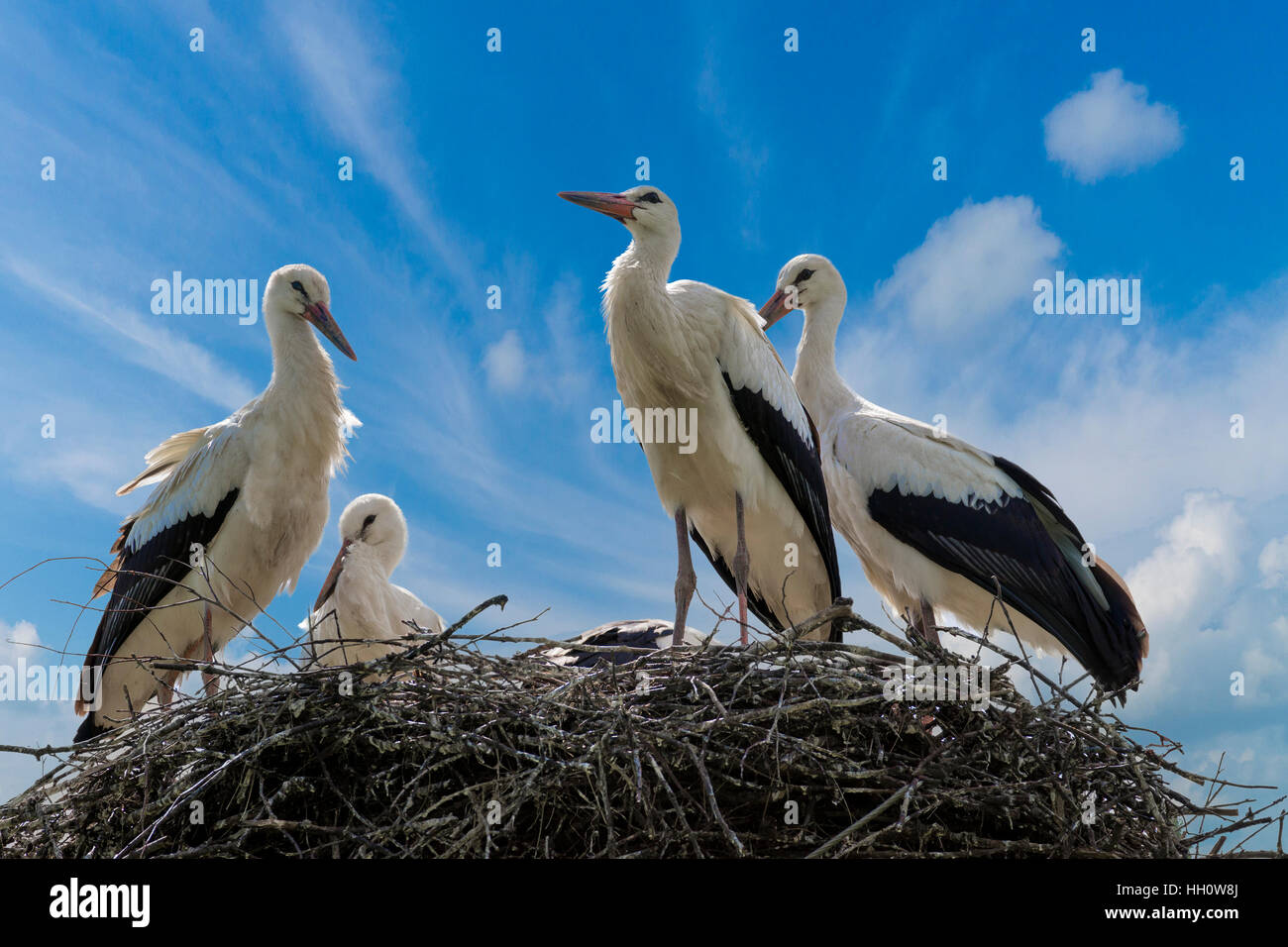 Storch mit Baby-Vögel im Nest. Sommer, blauer Himmel. Stockfoto