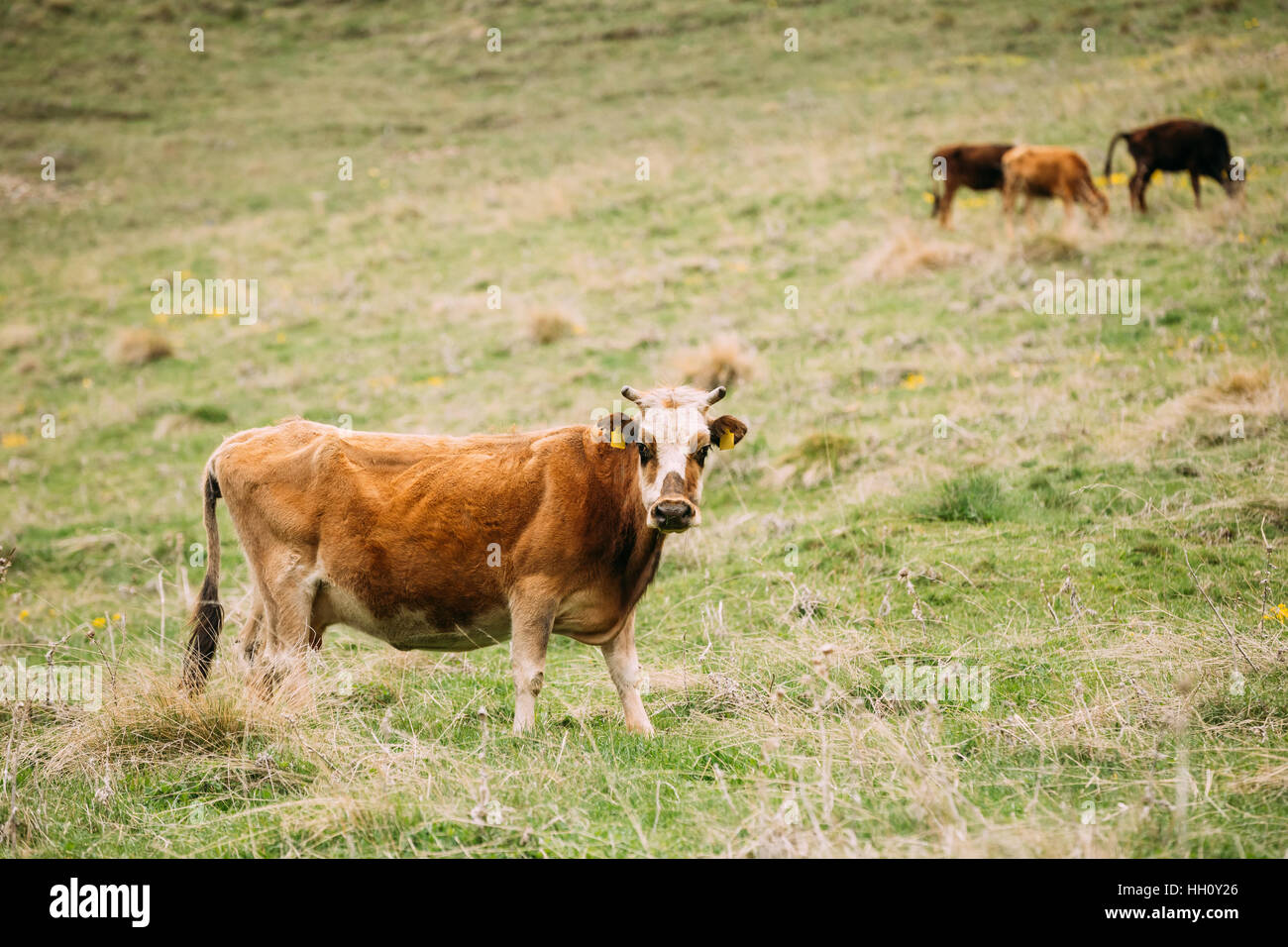 Rote Kuh Weiden auf einem grünen Berghang im Frühjahr In Bergen von Georgien. Wiese oder ein Feld mit grünen Rasen. Stockfoto